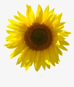 Girasol, Aislado, Fondo Transparente, Cerrar, Sun - Sunflower, HD Png Download, Transparent PNG