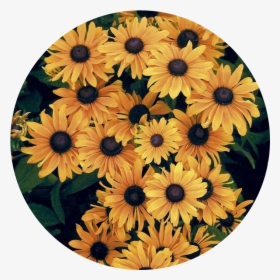 #sunflower #circulo #girasol - Circulo De Girasoles Png, Transparent Png, Transparent PNG