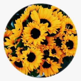 Circle Circulo Girasol Girasoles Flor - Yellow Flowers Background, HD Png Download, Transparent PNG