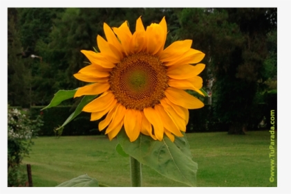 Common Sunflower, HD Png Download, Transparent PNG