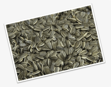 Sunflower Seed, HD Png Download, Transparent PNG