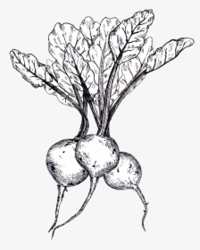 Beets Line Drawing - Beet Line Drawing, HD Png Download, Transparent PNG