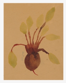 Beets Png, Transparent Png, Transparent PNG