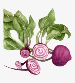 Chioggia-beets - Beetroot, HD Png Download, Transparent PNG