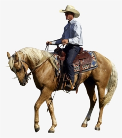 Stallion, HD Png Download, Transparent PNG