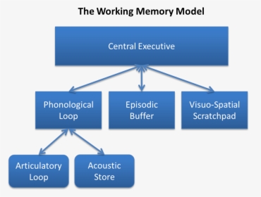 Baddeley And Hitch S Working Memory Model - Baddeley Hitch Model Of Working Memory, HD Png Download, Transparent PNG