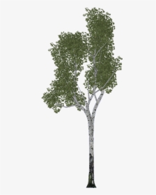 Birch - River Birch, HD Png Download, Transparent PNG
