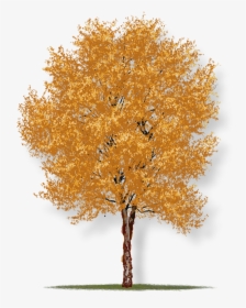 River Birch Tree Houston, HD Png Download, Transparent PNG