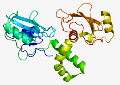 Protein Zap70 Pdb 1m61 - Zap70 Structure, HD Png Download, Transparent PNG