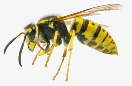 Wasp Png - Difference Between Wasp And Queen Bee, Transparent Png, Transparent PNG