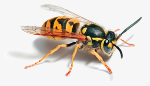 Purple Wasp, HD Png Download, Transparent PNG