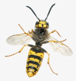 Yellow Jacket - Bee And Wasp Side By Side, HD Png Download, Transparent PNG