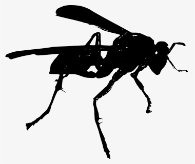 Photography - Black And White Wasp Clipart, HD Png Download, Transparent PNG