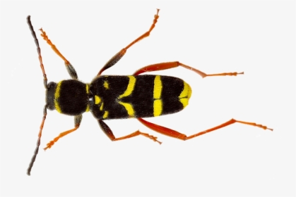 Isolated, Wasp, Insect, Nature, Close Up, Macro - Insect, HD Png Download, Transparent PNG