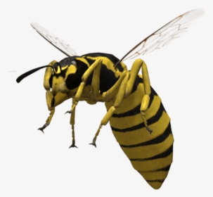 Bee, HD Png Download, Transparent PNG