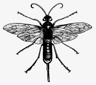 Black And White Robber Fly, HD Png Download, Transparent PNG