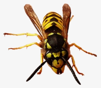 #yellowjacket #queen #queenbee #bee #wasp #hornet #bug - Hornet, HD Png Download, Transparent PNG
