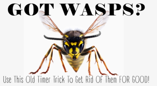 Giant Wasp Pathfinder, HD Png Download , Transparent Png Image - PNGitem