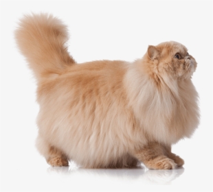 Persian Cat, HD Png Download, Transparent PNG