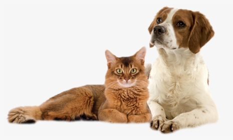 Dog, HD Png Download, Transparent PNG