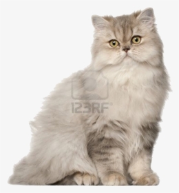 To Medium Sized Long Haired Cat,british Longhair,asian - Persian Cat, HD Png Download, Transparent PNG