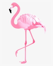 Flamingo Clip Art Pink - Clip Art Flamingo Png, Transparent Png, Transparent PNG