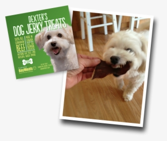 Companion Dog, HD Png Download, Transparent PNG