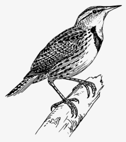 Meadow Lark Clip Arts - Meadowlark Black And White, HD Png Download, Transparent PNG
