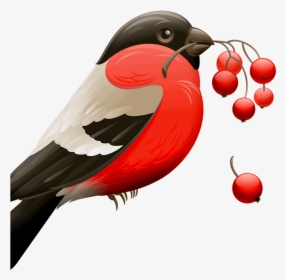 8 Melhores Aplicativos Para Remover Fundo De Imagens - Red Robin Birds, HD Png Download, Transparent PNG