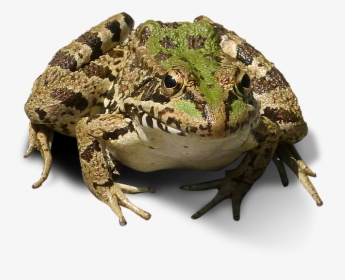 Frog Transparent Background, HD Png Download, Transparent PNG