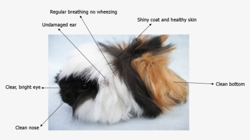 Picture - Pure Peruvian Guinea Pig, HD Png Download, Transparent PNG