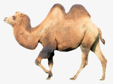 Camel's Face Png, Transparent Png, Transparent PNG