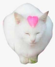 Cat Yawns, HD Png Download, Transparent PNG
