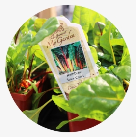 Veggie Plants - Jasmine, HD Png Download, Transparent PNG
