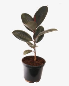 Ficus Elastica Decora Rubra, Rubber Plant -burgundy - Transparent Rubber Plant Png, Png Download, Transparent PNG