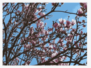 Plant,flower,blossom - Magnolia, HD Png Download, Transparent PNG
