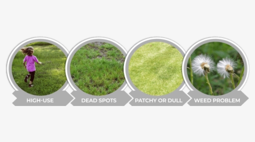 Signs That It Is Time To Overseed Your Colorado Lawn - Moss, HD Png Download, Transparent PNG