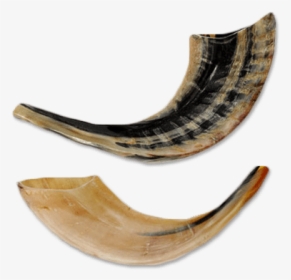Horn,musical Instrument,shofar,wind Instrument - Shofar Transparency, HD Png Download, Transparent PNG