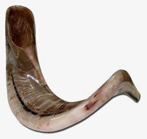 Shofar Ram's Horn Png, Transparent Png, Transparent PNG