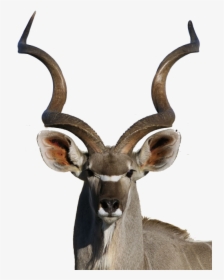 Cx - Antelope Shofar, HD Png Download, Transparent PNG