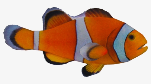Ocellarisclown - Zt2 Clownfish, HD Png Download, Transparent PNG
