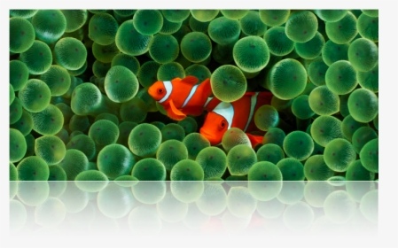 Underwater Scene Of Clownfish And Anemone - Clownfish Wallpaper Iphone X, HD Png Download, Transparent PNG