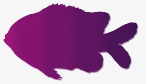Clownfish Png Transparent Images - Garibaldi (fish), Png Download, Transparent PNG