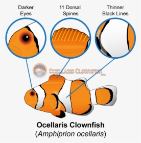 Ocellaris Clownfish Features - Male Vs Female Clownfish, HD Png Download, Transparent PNG