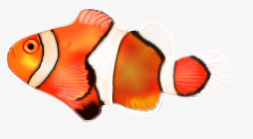 Clown-fish - Clownfish Png, Transparent Png, Transparent PNG