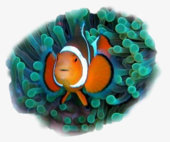 #clownfish - Commensalistic Relationship Between Two Organisms, HD Png Download, Transparent PNG
