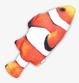 Seafood Cuddle Fish      Data Rimg Lazy   Data Rimg - Coral Reef Fish, HD Png Download, Transparent PNG