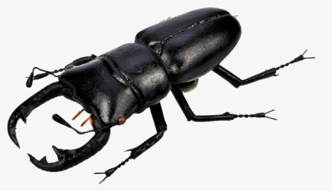 Download Beetle Png Pic - Beetles Png, Transparent Png, Transparent PNG