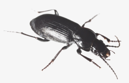 Black Beetle Png Hd - Black Ground Beetle, Transparent Png, Transparent PNG