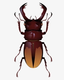 Beetle Png Clip Art - Stag Beetle Beetle Top View, Transparent Png, Transparent PNG